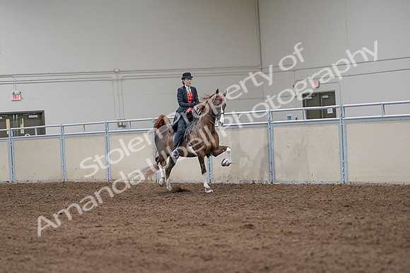2020 - AB Morgan Horse - Fri, Sept 04 - 09834