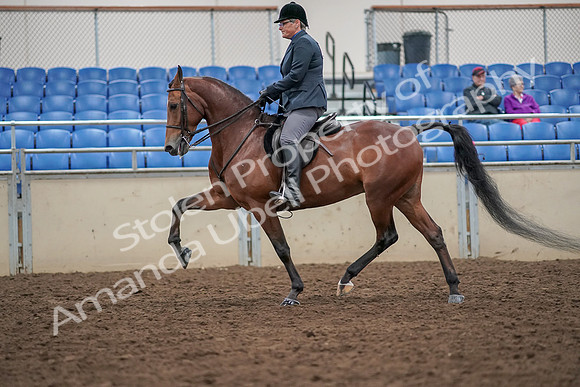 2019 Morgan Horse Show - Aug 30, 2019 - 20379