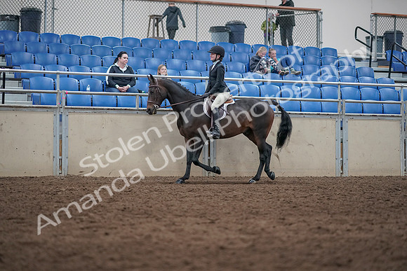 2019 Morgan Horse Show - Sept 01, 2019 - 09022