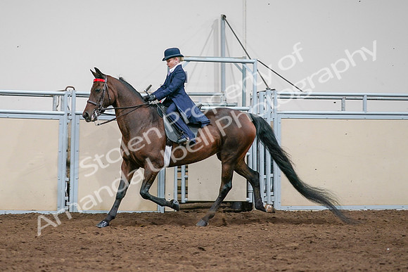 2020 - AB Morgan Horse - Sat, Sept 05 - 04923