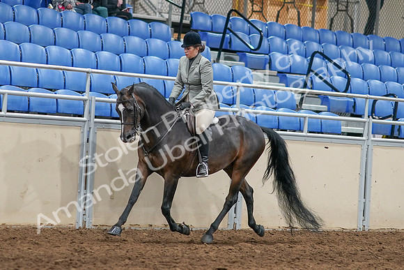 2020 - AB Morgan Horse - Sat, Sept 05 - 14475