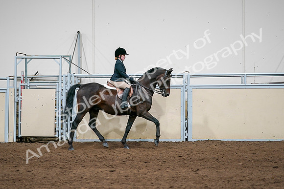 2020 - AB Morgan Horse - Sun, Sept 06 - 07973