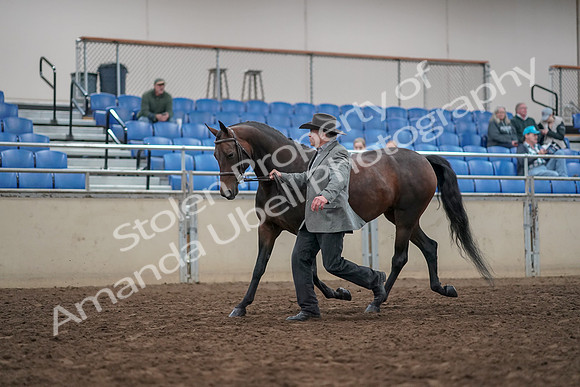 2019 Morgan Horse Show - Aug 31, 2019 - 03679