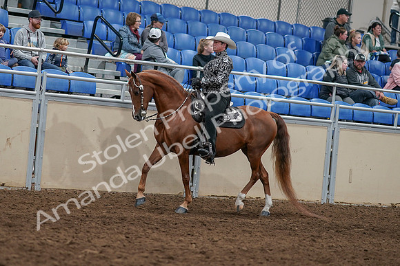 2020 - AB Morgan Horse - Sun, Sept 06 - 07493