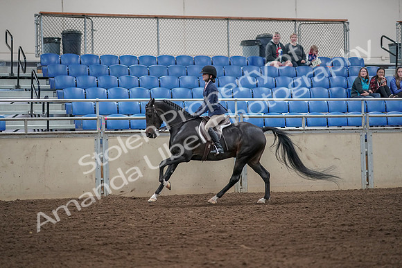 2019 Morgan Horse Show - Aug 31, 2019 - 05083