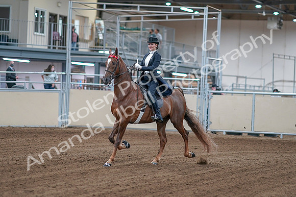 2020 - AB Morgan Horse - Fri, Sept 04 - 06232