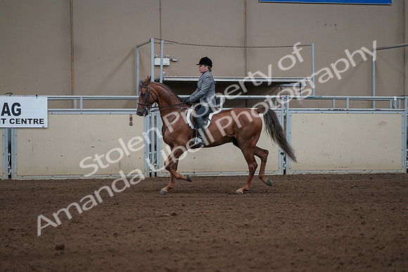 2019 Morgan Horse Show - Sept 01, 2019 - 12198