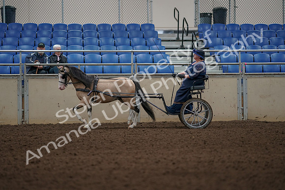 2019 Morgan Horse Show - Aug 31, 2019 - 04286