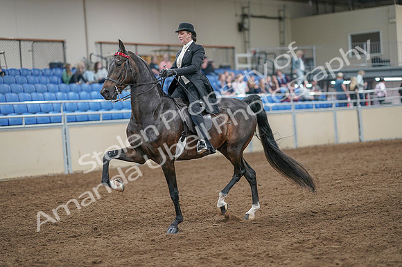 2020 - AB Morgan Horse - Fri, Sept 04 - 11123