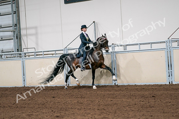 2020 - AB Morgan Horse - Sat, Sept 05 - 06388
