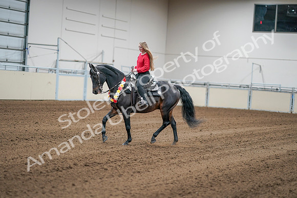 2020 - AB Morgan Horse - Sat, Sept 05 - 10389