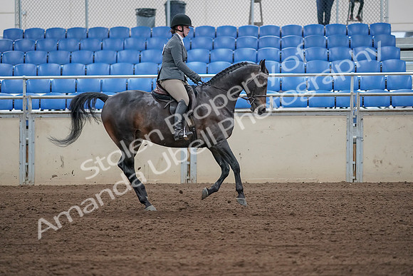 2019 Morgan Horse Show - Sept 01, 2019 - 11063