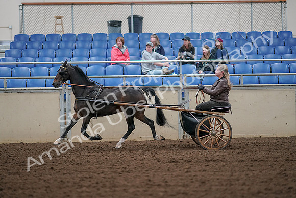 2019 Morgan Horse Show - Aug 30, 2019 - 13242