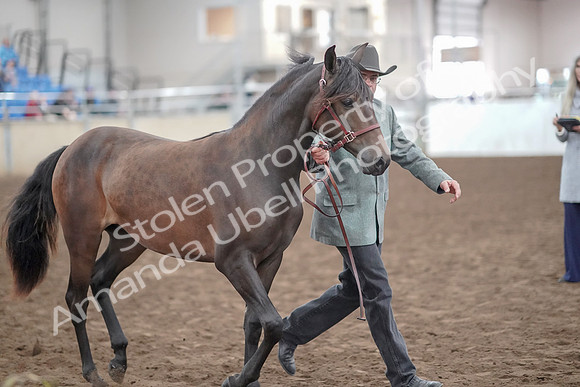2019 Morgan Horse Show - Aug 31, 2019 - 02870