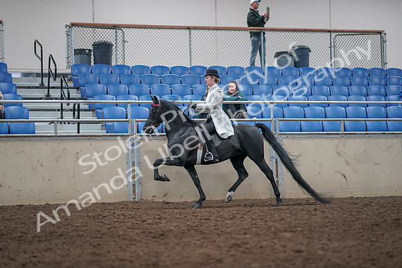2019 Morgan Horse Show - Aug 31, 2019 - 09425