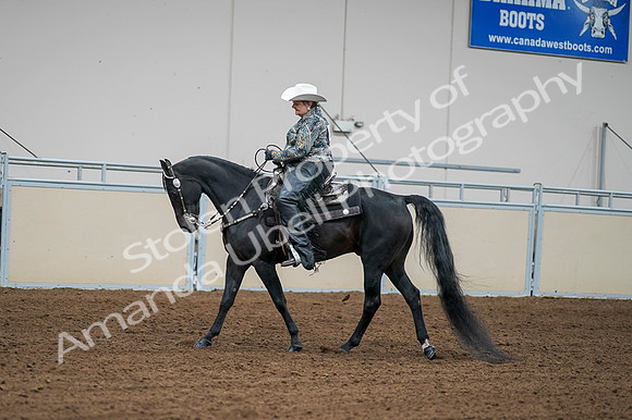 2020 - AB Morgan Horse - Fri, Sept 04 - 03605