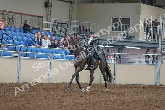 2020 - AB Morgan Horse - Fri, Sept 04 - 11325
