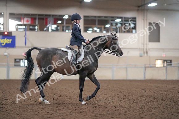 2019 Morgan Horse Show - Aug 31, 2019 - 19569
