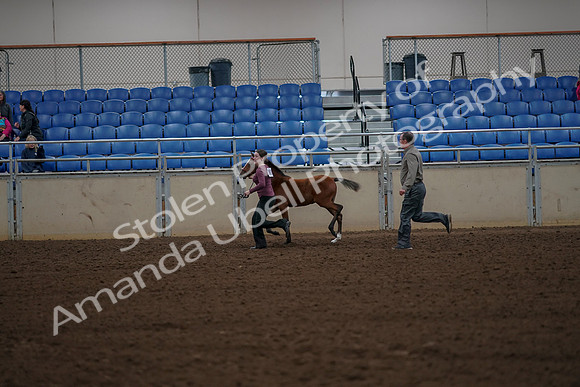 2019 Morgan Horse Show - Aug 30, 2019 - 24828