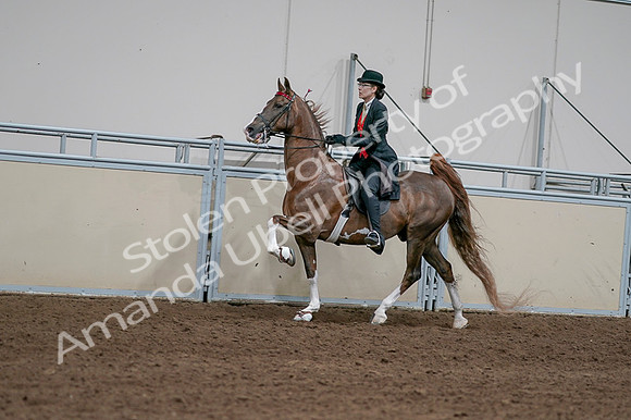 2020 - AB Morgan Horse - Fri, Sept 04 - 09597