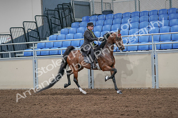 2020 - AB Morgan Horse - Fri, Sept 04 - 09799