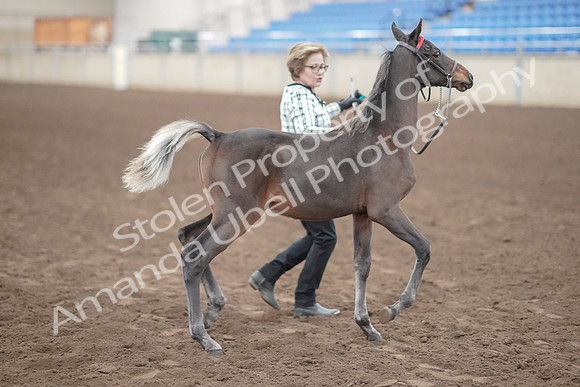 2019 Morgan Horse Show - Aug 31, 2019 - 00078
