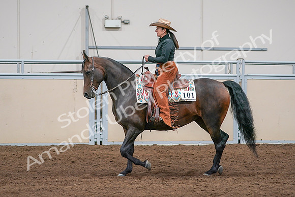 2020 - AB Morgan Horse - Sun, Sept 06 - 01570