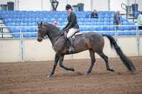 2019 Morgan Horse Show - Sept 01, 2019 - 03996