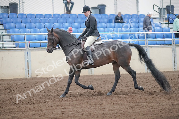2019 Morgan Horse Show - Sept 01, 2019 - 03996