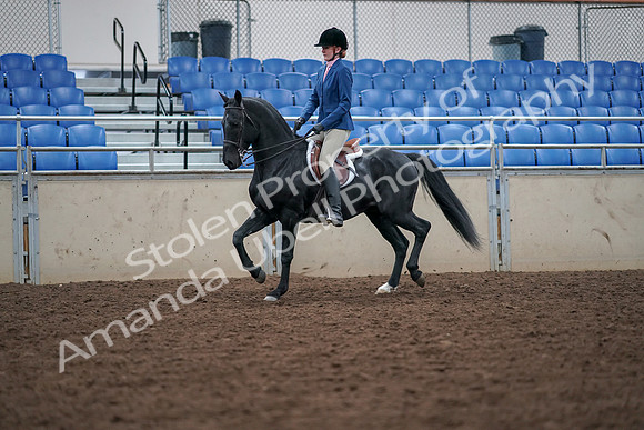 2019 Morgan Horse Show - Aug 30, 2019 - 18345