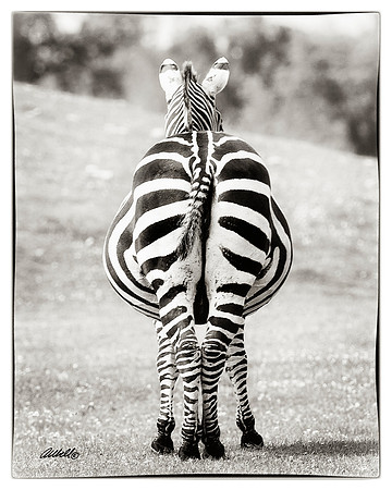 Zoo - 030