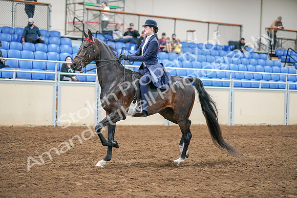 2020 - AB Morgan Horse - Sat, Sept 05 - 02616