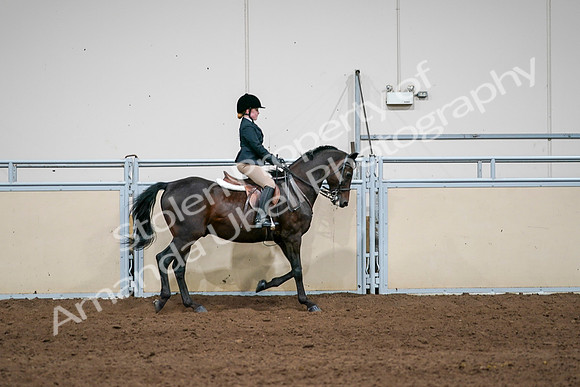 2020 - AB Morgan Horse - Sun, Sept 06 - 07983