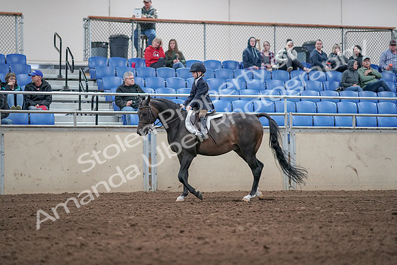 2019 Morgan Horse Show - Aug 31, 2019 - 19503
