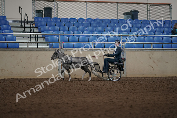 2019 Morgan Horse Show - Aug 31, 2019 - 04366