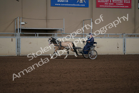 2019 Morgan Horse Show - Aug 31, 2019 - 04323