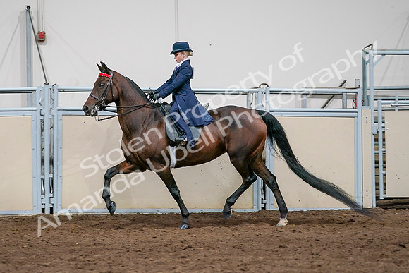 2020 - AB Morgan Horse - Sat, Sept 05 - 04933