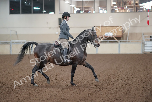 2019 Morgan Horse Show - Sept 01, 2019 - 11019