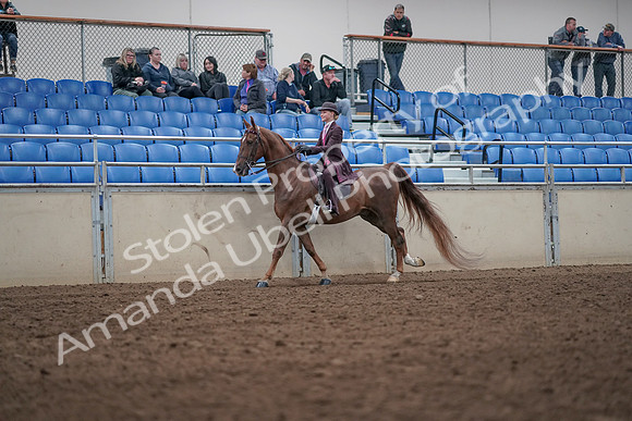 2019 Morgan Horse Show - Aug 31, 2019 - 20614