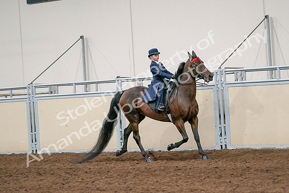 2020 - AB Morgan Horse - Sat, Sept 05 - 04837