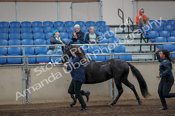 2019 Morgan Horse Show - Aug 31, 2019 - 00903