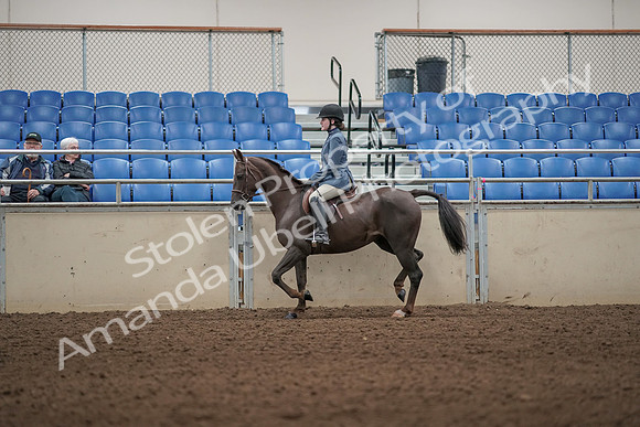 2019 Morgan Horse Show - Aug 31, 2019 - 04999