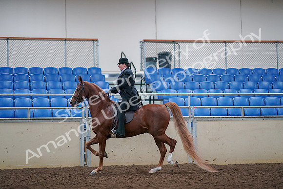 2019 Morgan Horse Show - Aug 30, 2019 - 21404