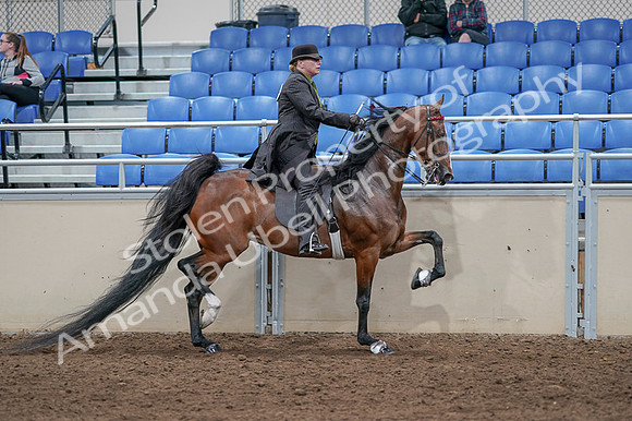 2020 - AB Morgan Horse - Fri, Sept 04 - 09817