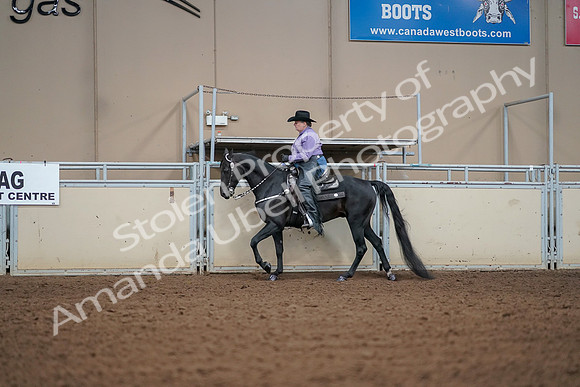 2019 Morgan Horse Show - Aug 30, 2019 - 16816