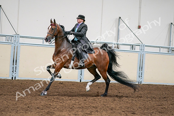 2020 - AB Morgan Horse - Sat, Sept 05 - 12997