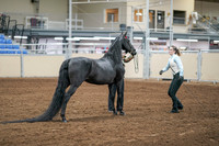 2020 - AB Morgan Horse - Sat, Sept 05 - 00096