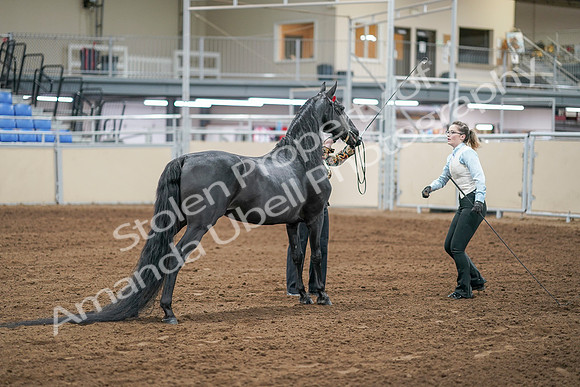 2020 - AB Morgan Horse - Sat, Sept 05 - 00096