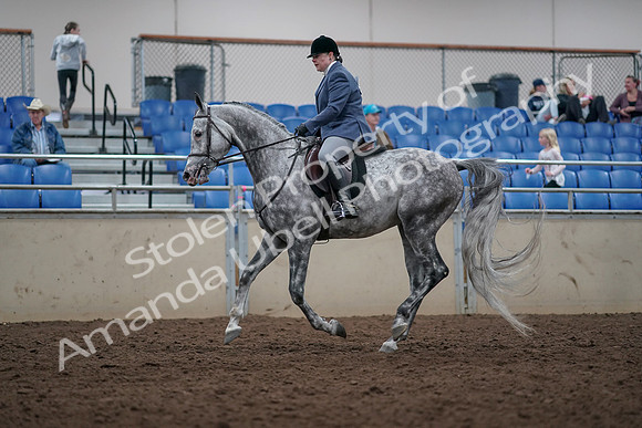2019 Morgan Horse Show - Aug 31, 2019 - 15037