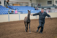 2020 - AB Morgan Horse - Sat, Sept 05 - 00663